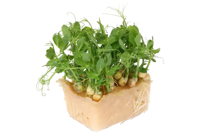 Affilla cress single stuk